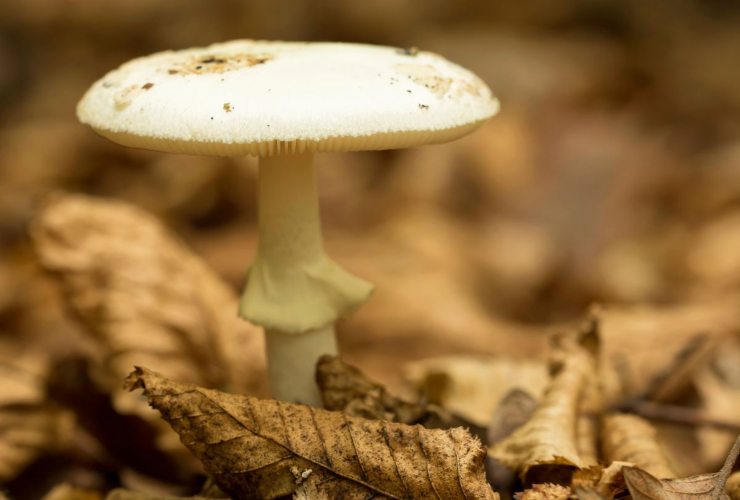 Piccola guida per riconoscere i funghi velenosi