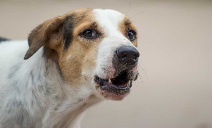 Cosa indica un cane che ringhia in casa