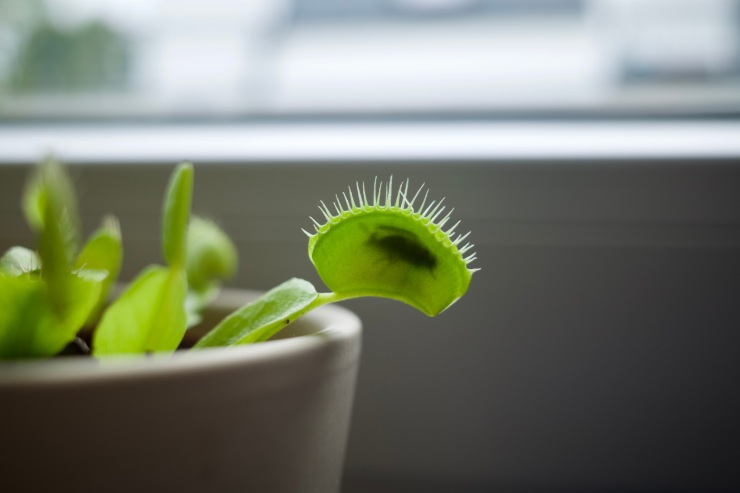 Dionea muscipula: la pianta che mangia mosche e zanzare