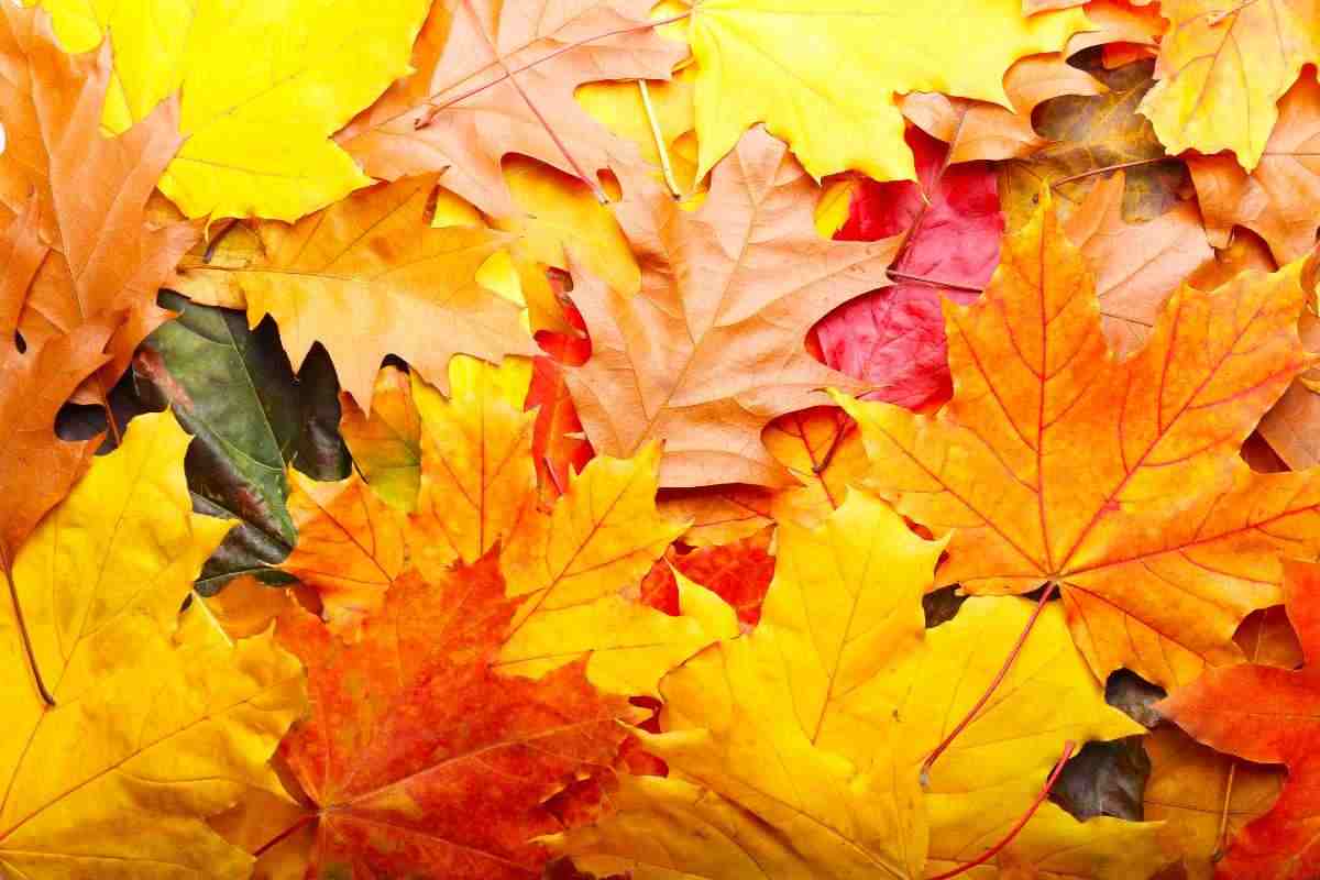 Dove fare foliage in Italia