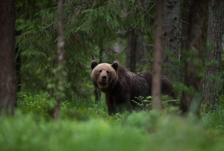 incontro ravvicinato orso