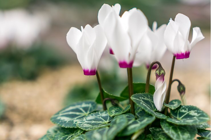 5 piante vasi fioriti in inverno 