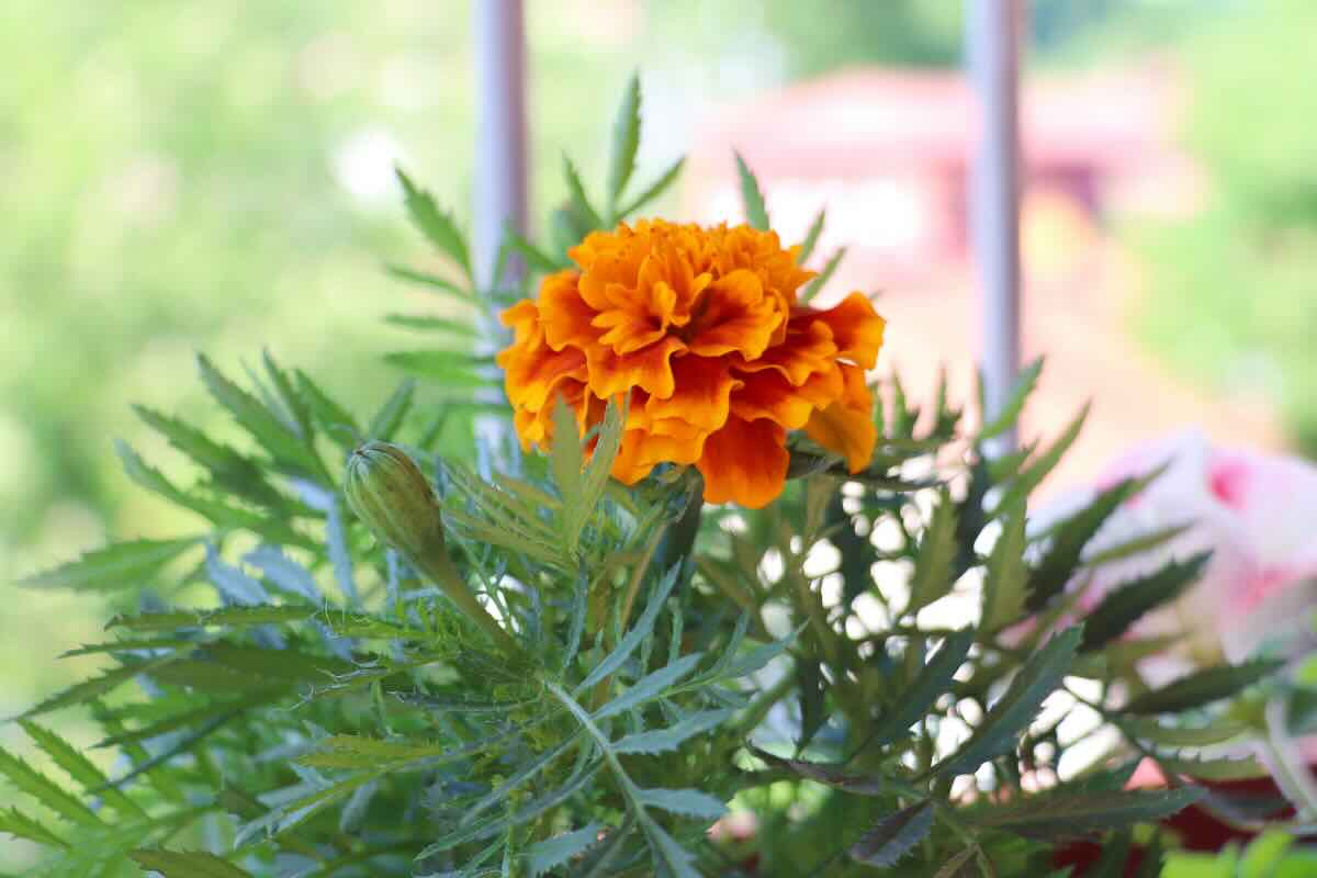 fiori giardino balcone autunno