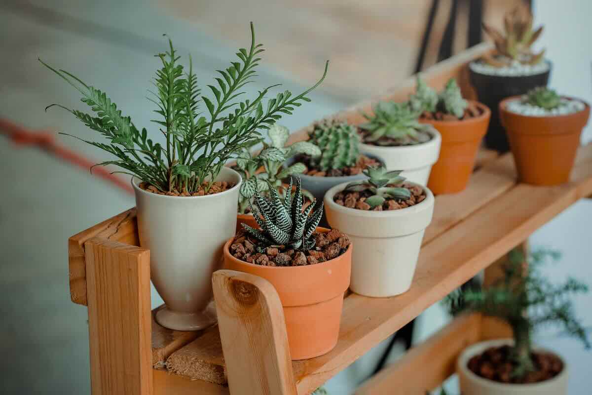 Piante perfette per restare in casa