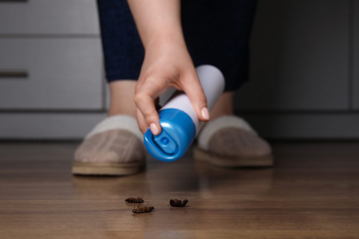 Potrebbe esserci un nido di blatte in casa